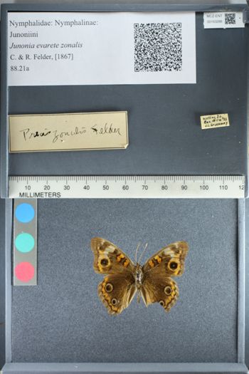 Media type: image;   Entomology 163286
